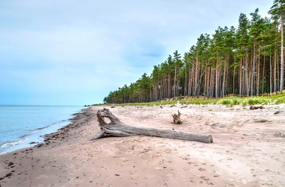 Plage pittoresque avec forêt à Liepaja, Lettonie