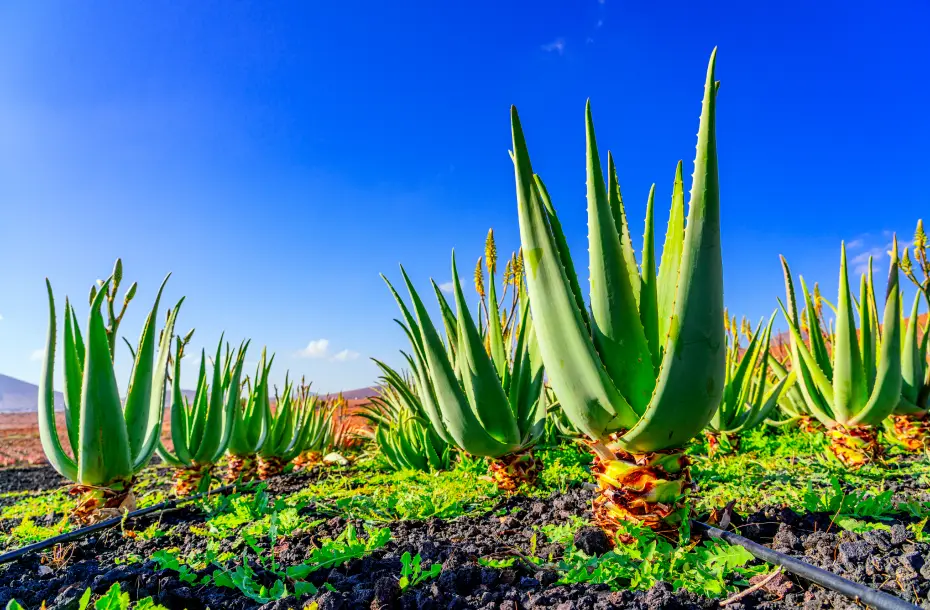 Champ de plantes d'aloe vera à Fuerteventura