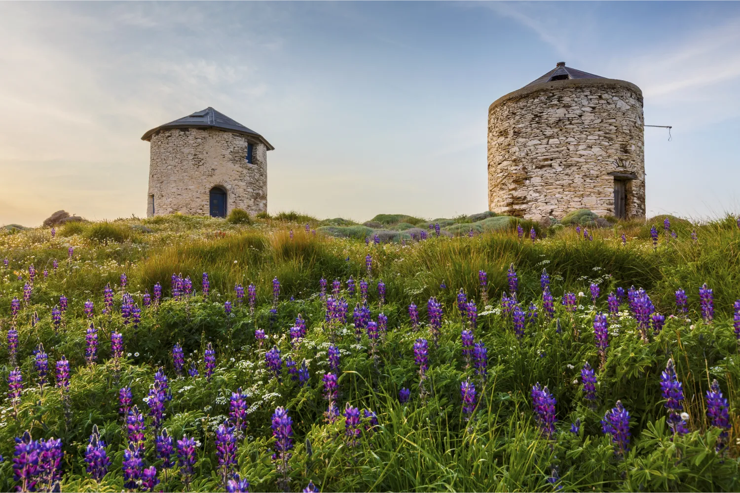 Moulins à vent de Fourni et fleurs de printemps sur l'île de Fourni, Grèce